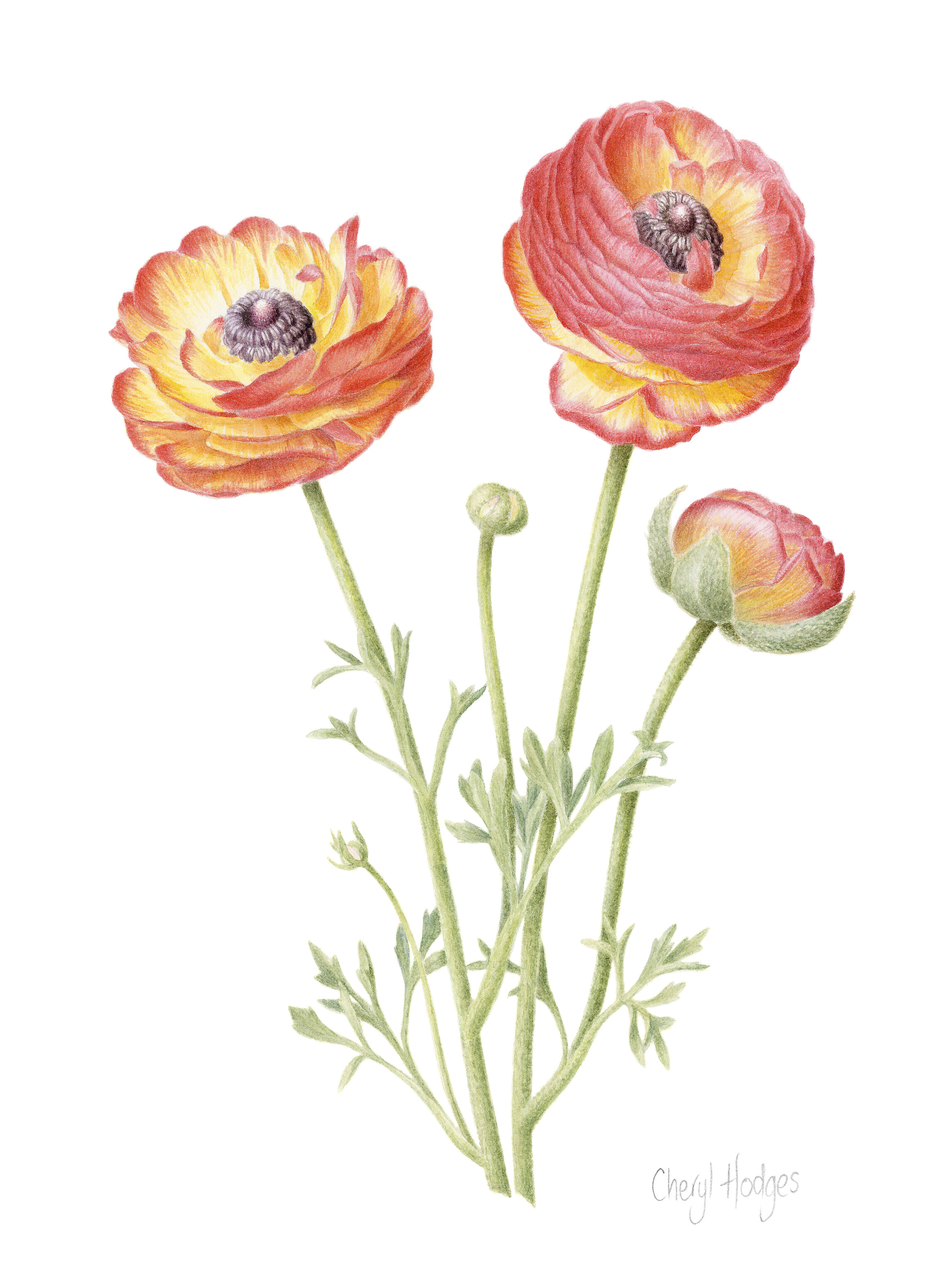 Limited edition Giclee print of Horrie's Ranunculus